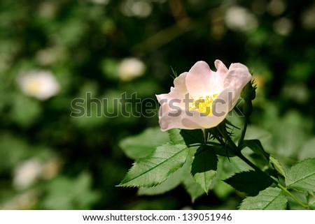 Photo of pink rose, dog rose