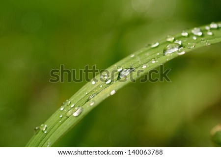 Raindrop on the leaf after rain