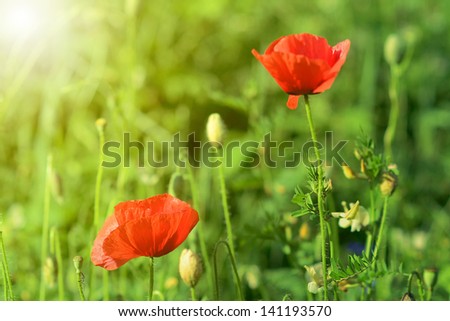 Poppy flowers in the meadow in sunrise