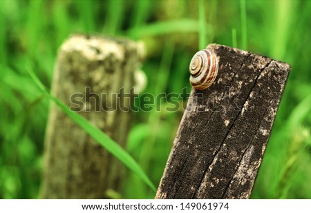 Snail resting on a wooden stake in the field