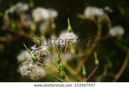 Dandelion seed and bud on dark background