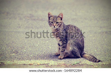 Vintage photo of a sad cat on the street