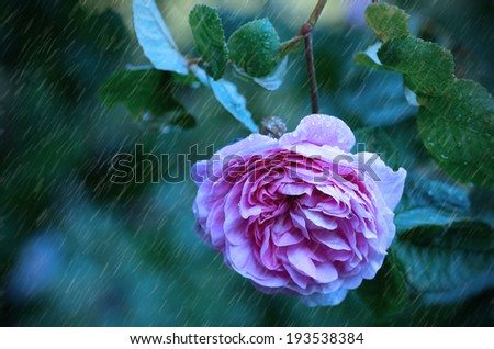Beautiful rose flower in the garden on a rainy day