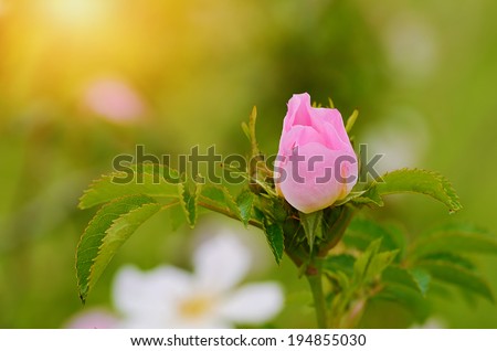 Rose bud blossom in the garden at sunrise
