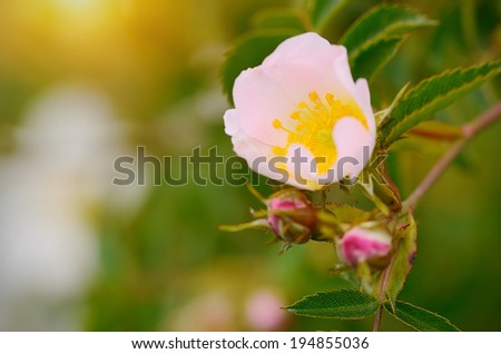 Rose bud blossom in the garden at sunrise
