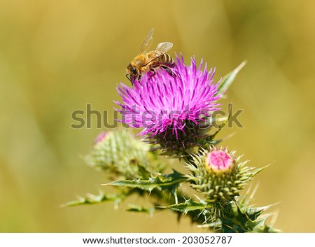 Closeup photo of a bee on thistle wildflower in the field