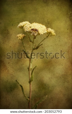 Closeup photo of a white wildflower on textured background