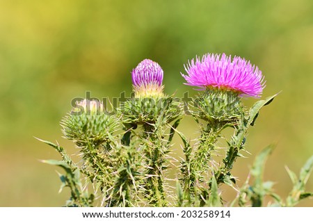 Closeup photo of a thistle wildflower in the field