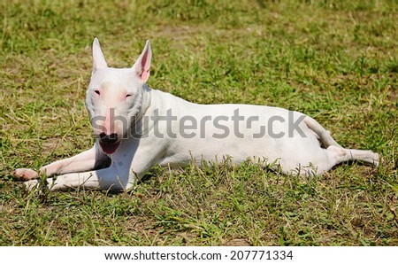 White Bull terrier resting in the park