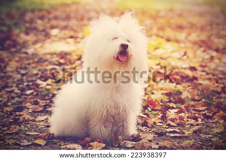 Vintage photo of a Bichon bolognese dog at autumn