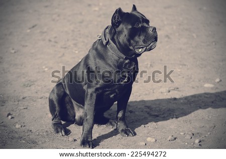 Soft vintage photo of a black Cane corso dog