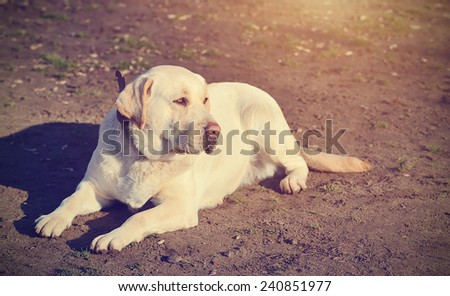 Vintage photo of a Labrador Retriever dog