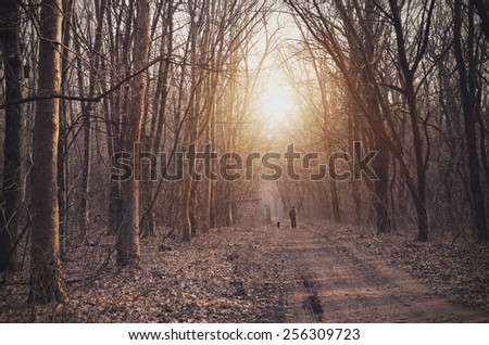Man and dog walk in the forest at sunset