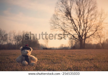 Old toy bear sit in meadow at sunset