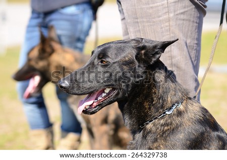 Dutch shepherd dog with owner