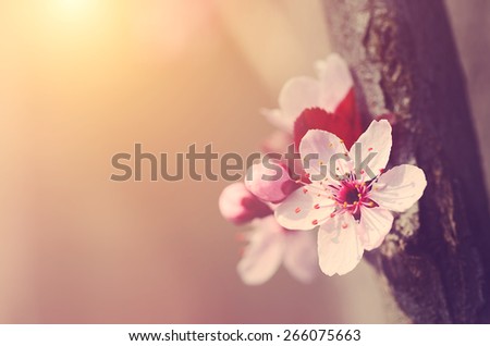 Dreamy photo of spring flowers, detail