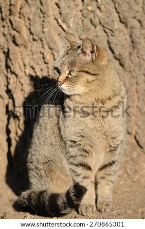 Cat portrait on a wooden textured background