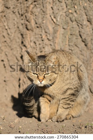 Cat portrait on a wooden textured background