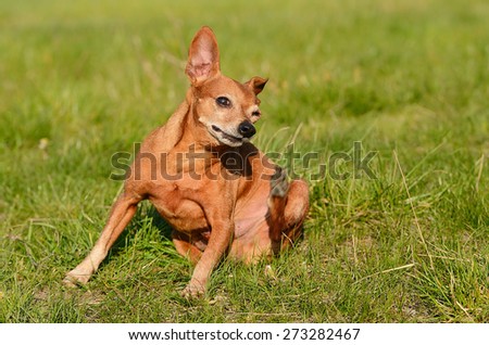 Miniature pinscher dog scratching in green meadow