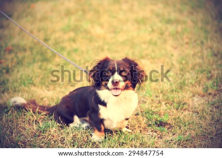 Vintage photo of a Pekingese dog  in the grass