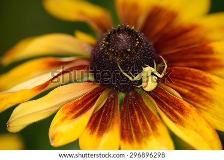Tiny crab spider waiting for on a Black-eyed Susan flower, detail