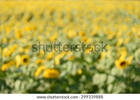Blurred photo of a sunflower field, detail