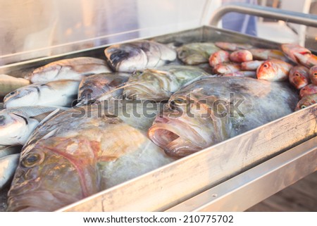 Fresh fishes in restaurant display case