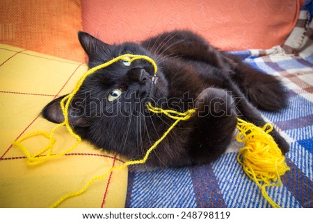 Cat having fun with ball of yarn
