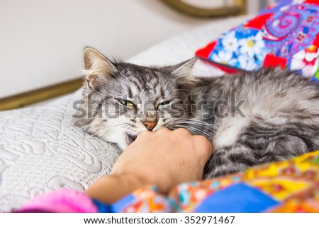 Cat in bed playing with person\'s hand