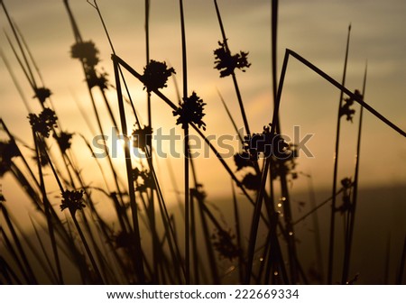 Contrast silhouettes field grass and plants at the sunrise with sun behind them