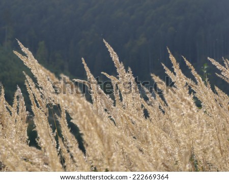 Autumn field with plants with golden spikes in front of forest with blue shade