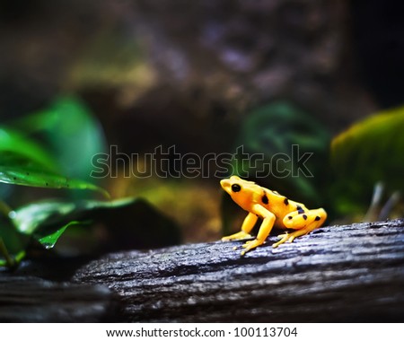 Panamanian Golden frog, (Atelopus zeteki), endangered species