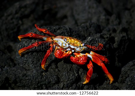 Galapagos crab on volcanic rock (Sally Lightfoot  Crab).