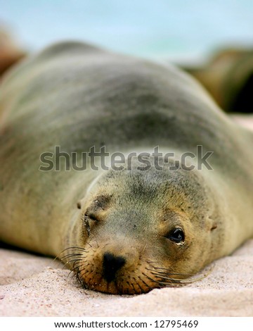 Galapagos Sea-lion taking a nap.