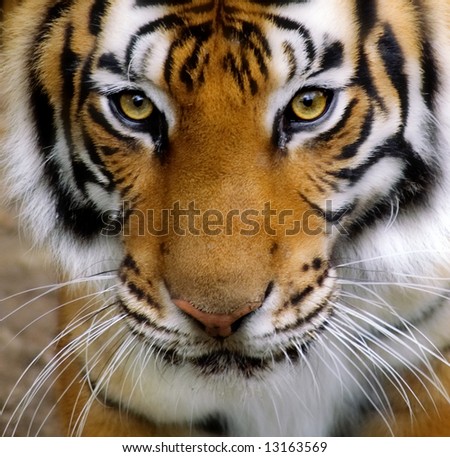 Close-up of a Tigers face.