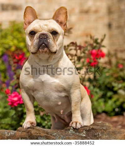 Muscular Female  French Bulldog looking.