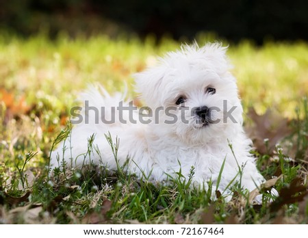 Maltese puppy (2 months old) laying outside