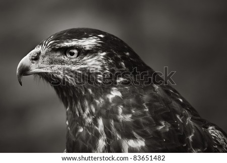 Profile of a beautiful Hawk in black & white.