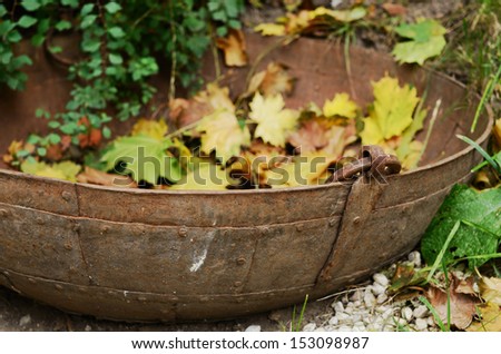 Vintage metal tub with yellow maple leaves - fall outdoor decor,  selective focus on tub handle