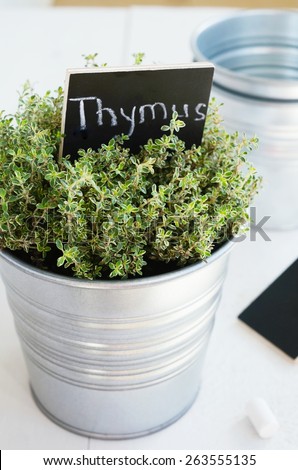 Kitchen garden - growing thyme herb in a planter