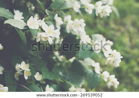 Blooming jasmine bush with tender white flowers