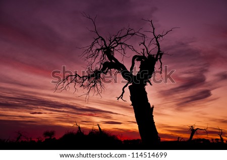 A  withered tree.  This kind of tree is called populus diversifolia. It is miraculous with a legend saying this kind of tree will stay stand after its death for 3000 years.