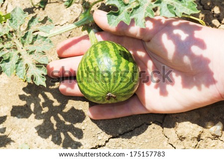 Small water melon plant in hand, organic food.