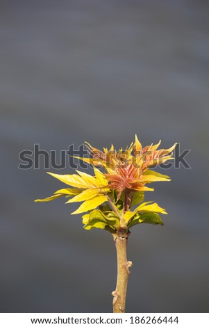 Branch with Young Leaves, Close up. River in Background.