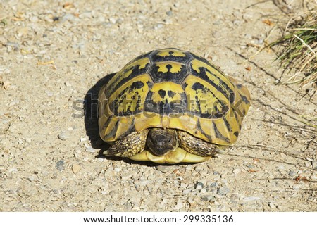 Turtle Turned Upside Down, Hides in its Shell. Testudo Hermanni, Hermann\'s Tortoise.
