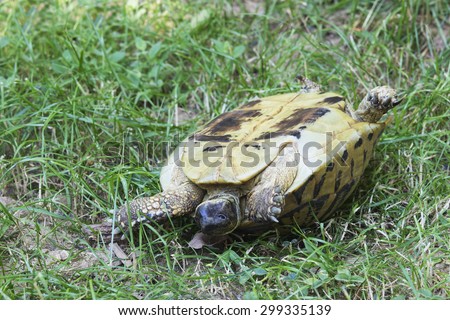 Turtle Turned Upside Down, Hides in its Shell. Testudo Hermanni, Hermann\'s Tortoise.