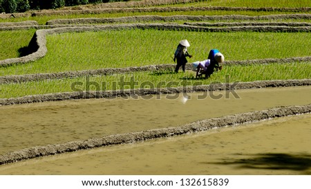 Farmer are transplanting rice seedlings in rice field in Mucangchai, Vietnam