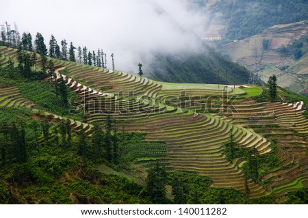 Beautiful terraced rice field in water season in Laocai province, Vietnam
