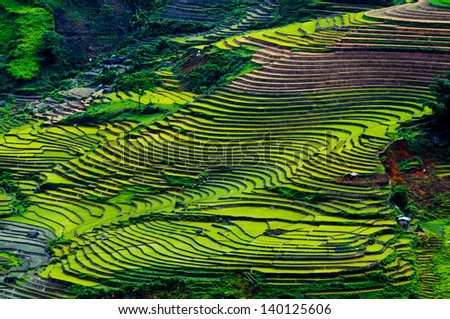 Beautiful terraced rice field landscape in water season in Lao cai province, Vietnam