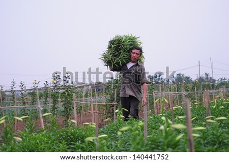 HANOI, VIETNAM - APRIL 20: Unidentified man select flowers in the flower field on April 20, 2013 in Hanoi, Vietnam. This work is part of the peasants of Vietnam.